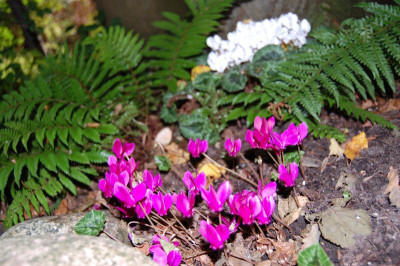 DSC_0511.JPG