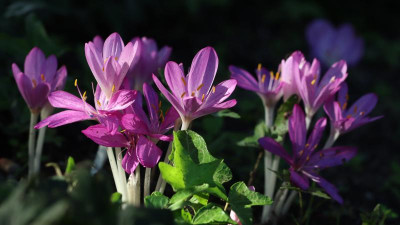 IMG_8153CcPurpureum.jpg
