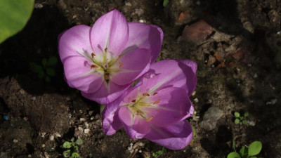 IMG_8170FELBRIG.jpg