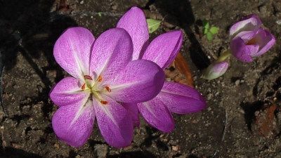 IMG_8168VIOLET QUEEN.jpg