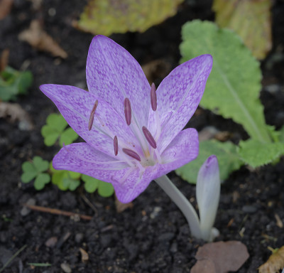 DSC_6125_DxO.jpg
