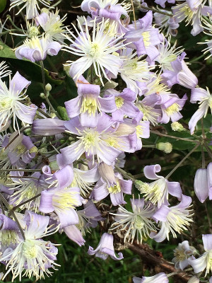 2022-09-12 Clematis Mrs. Robert Brydon 1.JPG