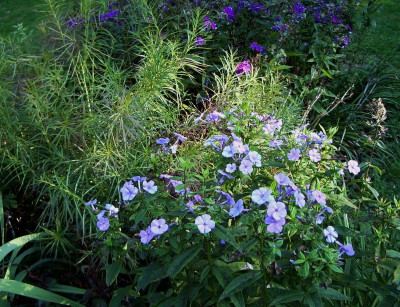 Phlox im Herbst.jpg