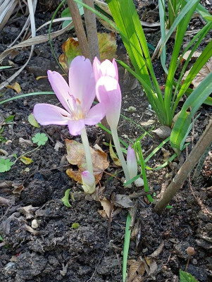 colchicum parnassicum.jpg