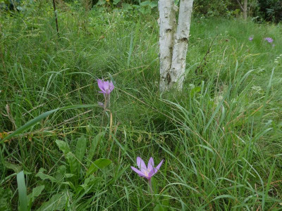 P1160036.JPG