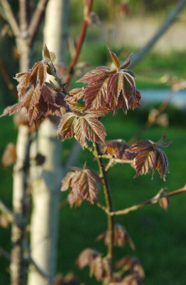 new_cissifolium.jpg