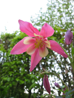 Aquilegia_klein.JPG