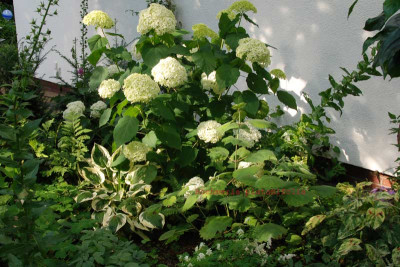 Boehmeria-plat-280607.jpg