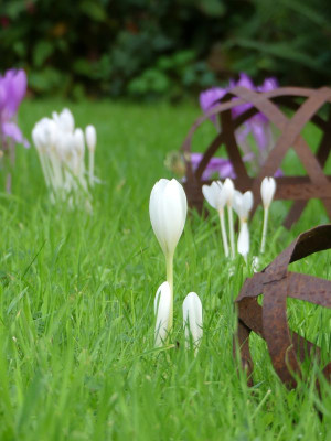 2022-09-13 Colchicum speciosum 'Album' 1.jpg