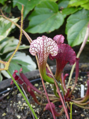 2022-09-13 Sarracenia X 'Jutathip Soper'.jpg