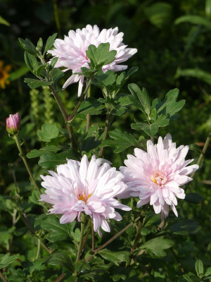 2022-09-07 Chrysanthemum 'Tina'.jpg