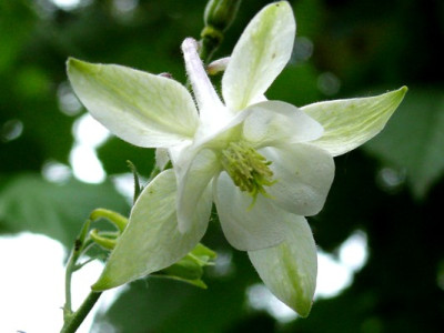 Abkommling_von_viridiflora_028.jpg