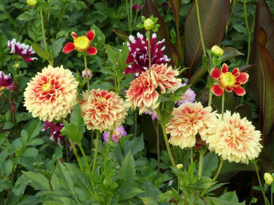 2022-09-13 Dahlien 2.jpg