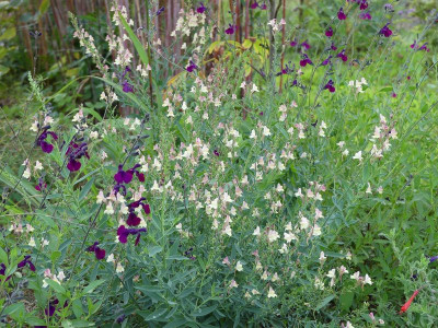 2022-09-13 Linaria x hybr. 'Peachy' 1.jpg