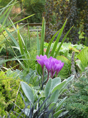 2022-09-13 Gartenimpressionen Colchicum 2.jpg