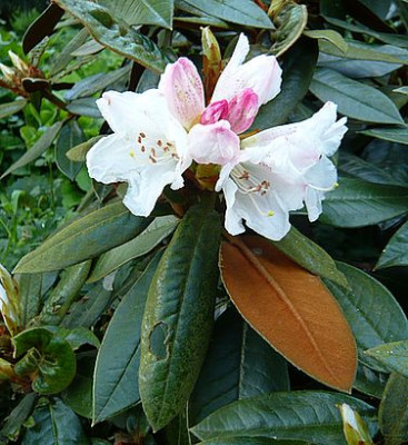 Rhododendron_bureavii_fars_2008.jpg