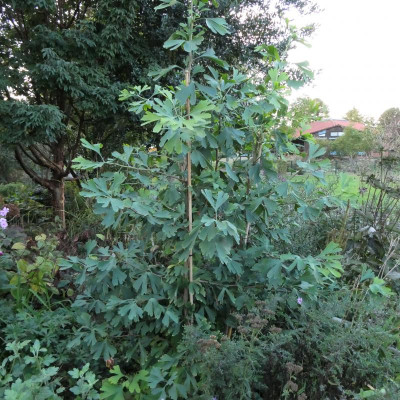 ginkgo.JPG