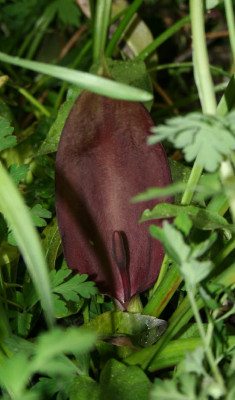 Arum_nigrum1.jpg