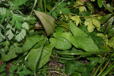 Arum_nigrum2.jpg
