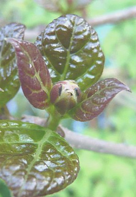 Sinocalycanthus_chinensis_fars_2008.jpg
