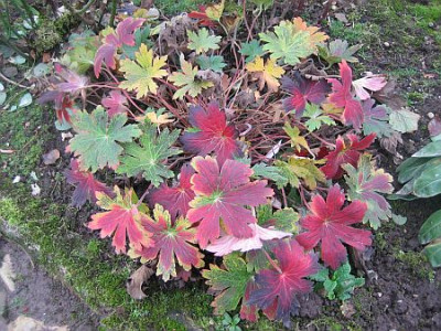 Geranium_Sue_Crug_37661.jpg