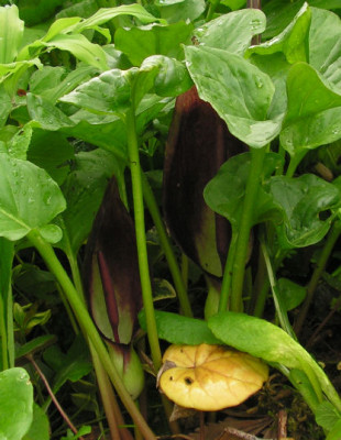 Arum_elongatum_052.jpg