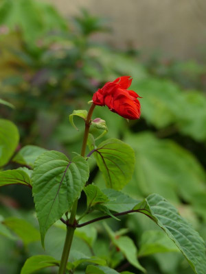 2022-09-14 Salvia splendens 1.jpg