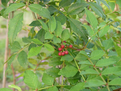 2022-09-13 Zanthoxylum americanum.jpg