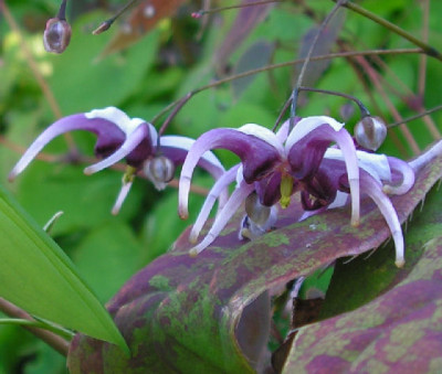 Epimedium_acuminatum_188.jpg