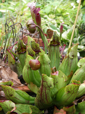 2022-09-14 Sarracenia purpurea.jpg