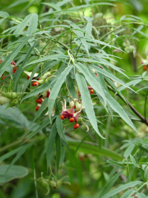 2022-09-14 Euonymus cornutus var.quinquecornutus 1.jpg
