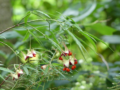 2022-09-14 Euonymus cornutus var.quinquecornutus 2.jpg