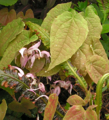 Epimedium_lepthorrhizum_027.jpg