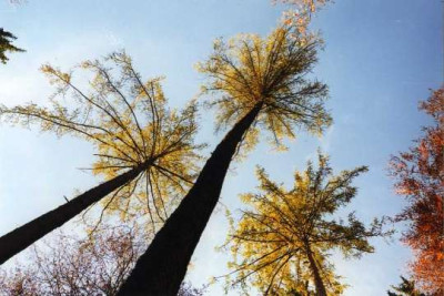 bayrische_Palmen002.jpg