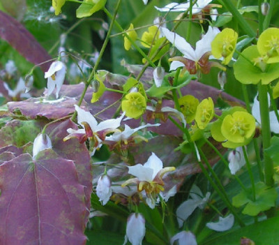 Epimedium_Amamogawa_165.jpg