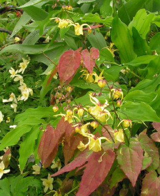 Epimedium_davidii_060.jpg