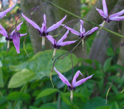 Epimedium_fargesii_163.jpg