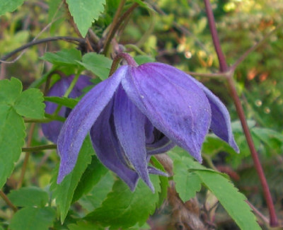 Clematis_macropetala_073.jpg