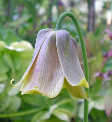 Fritillaria_pyrenaica_Old_Gold_155.jpg