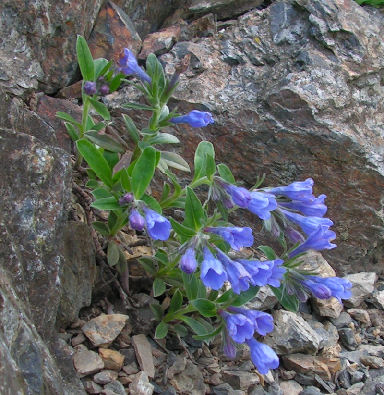 Lithodora_oleifolia_126.jpg