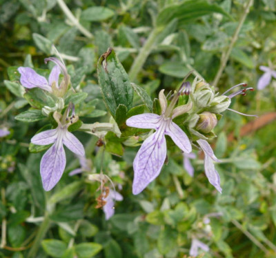 P1120184_1.jpg