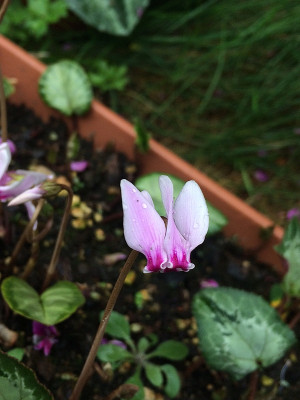 2022-09-15 Blüte 2.jpg
