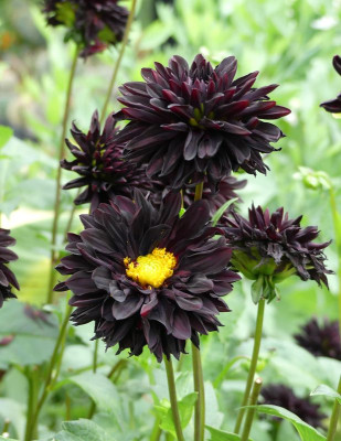 2022-09-14 Dahlia 'Czarny Character'.jpg