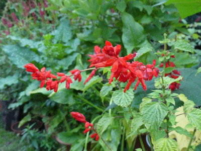2022-09-15 Salvia splendens 1.jpg