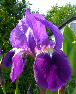 Iris_blaulila_6.5.08.jpg