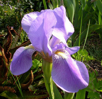 Iris_helllila_6.5.08.jpg