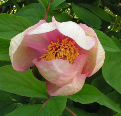 Paeonia_Chamaeleon_118.jpg