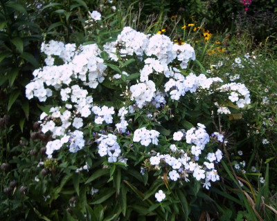 Phlox Popeye.jpg