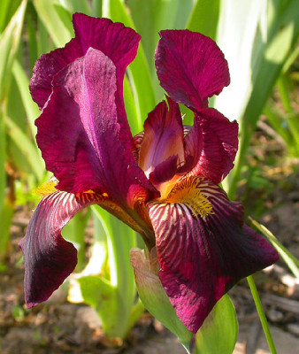 Iris_Indian_Chief_6.5.08.jpg