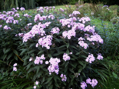 Phlox Falscher Europa.jpg